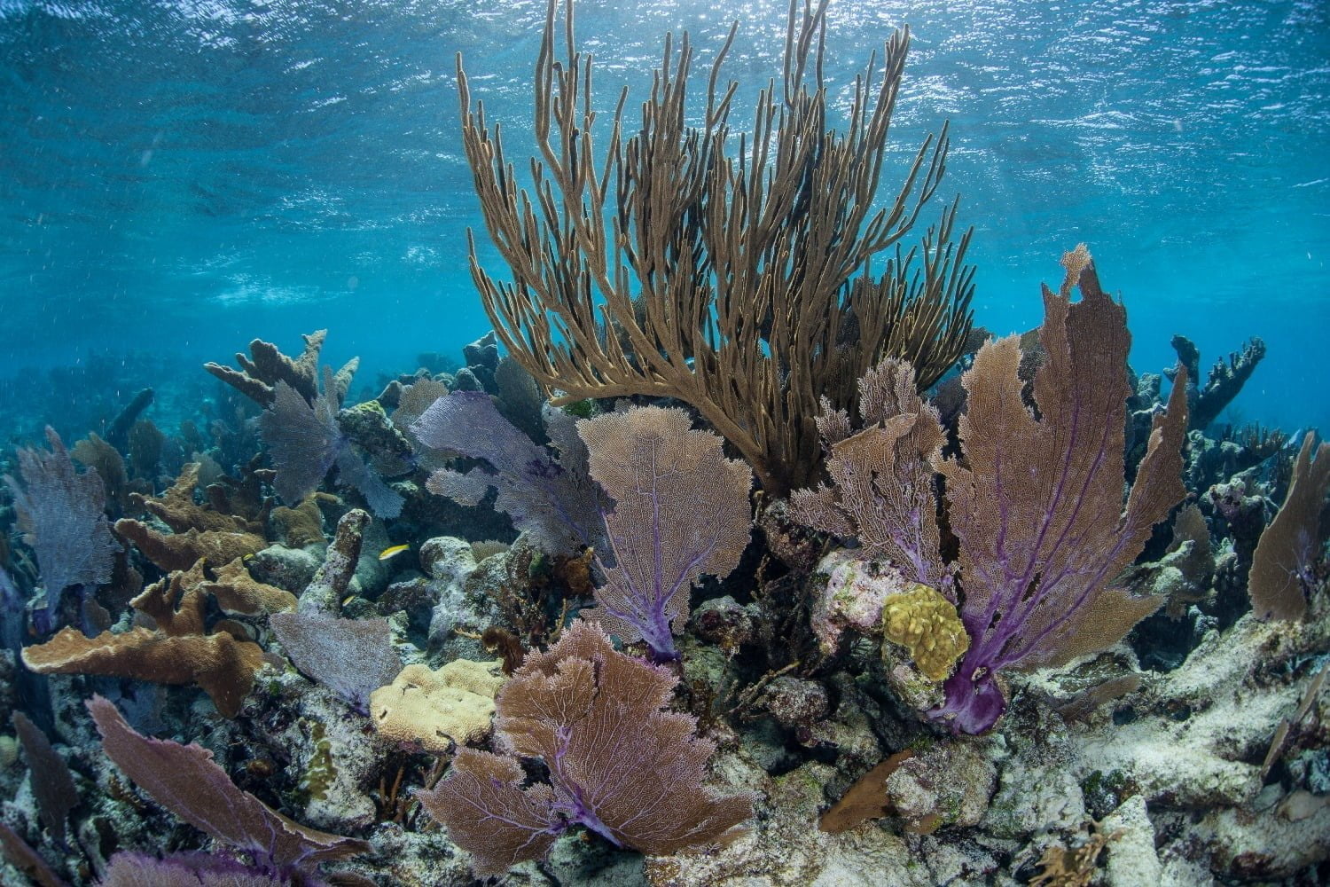 Belize Corals