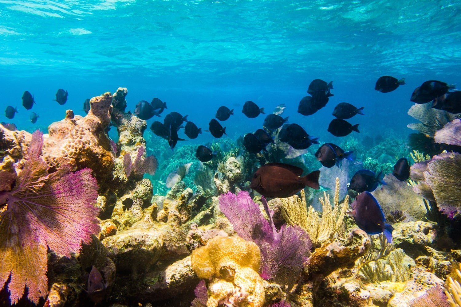 Corals and Fish in Belize