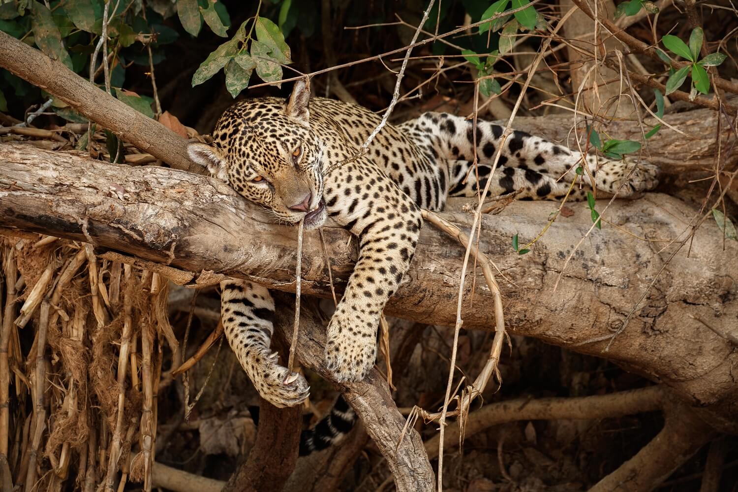Leopard at the Belize Zoo