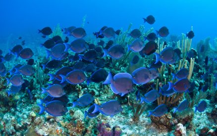 undersea in Belize